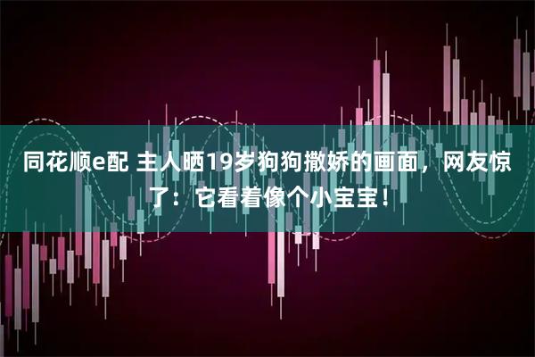 同花顺e配 主人晒19岁狗狗撒娇的画面，网友惊了：它看着像个小宝宝！